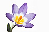 CROCUS ‘TRICOLOUR’, CROCUS