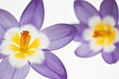 CROCUS ‘TRICOLOUR’, CROCUS