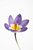 CROCUS ‘TRICOLOUR’, CROCUS