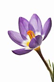 CROCUS ‘TRICOLOUR’, CROCUS