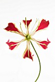 GLORIOSA, GLORIOSA LILY