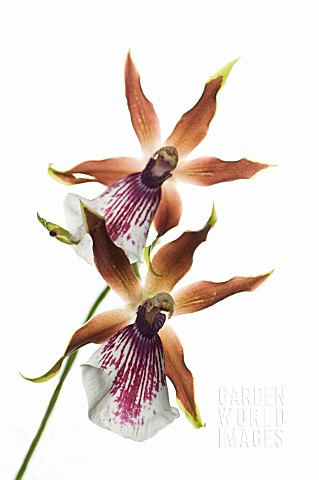 ZYGOPETALUM_ORCHID