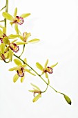 CYMBIDIUM, ORCHID