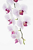 PHALAENOPSIS, ORCHID - MOTH ORCHID