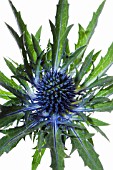 ERYNGIUM, SEA HOLLY