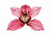 CYMBIDIUM, ORCHID