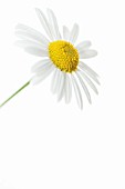 ARGYRANTHEMUM FRUTESCENS, DAISY