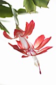 SCHLUMBERGERA, CHRISTMAS CACTUS