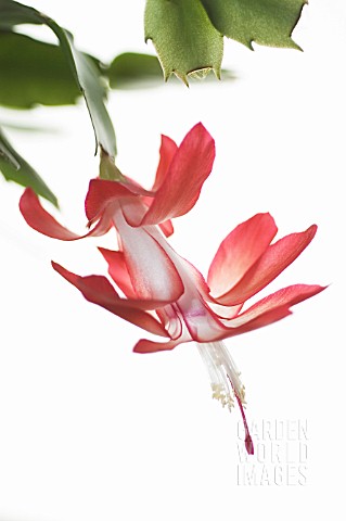 SCHLUMBERGERA_CHRISTMAS_CACTUS