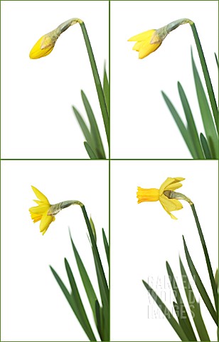 NARCISSUS_JETFIRE_DAFFODIL