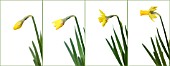 NARCISSUS ‘JETFIRE’, DAFFODIL