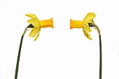 NARCISSUS ‘JETFIRE’, DAFFODIL