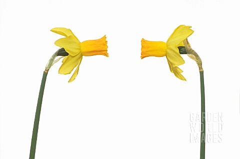 NARCISSUS_JETFIRE_DAFFODIL