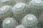 MAMMILARIS GEMINOSPIMA, CACTUS - PINCUSHION CACTUS