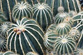 ECHINOPSIS SPINIFLORA, CACTUS