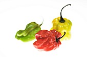 CAPSICUM ANNUUM ‘SCOTCH BONNETS’, CHILLI - SCOTCH BONNET CHILLI