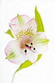 ALSTOEMERIA, PERUVIAN LILY