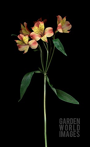 ALSTROEMERIA_ALSTROEMERIA_PERUVIAN_LILY