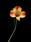 ALSTROEMERIA, ALSTROEMERIA, PERUVIAN LILY