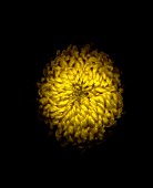 CHRYSANTHEMUM, CHRYSANTHEMUM