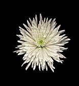 CHRYSANTHEMUM, CHRYSANTHEMUM