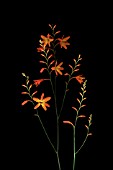 CROCOSMIA, CROCOSMIA