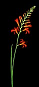 CROCOSMIA, CROCOSMIA