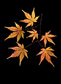 ACER JAPONICUM, JAPANESE MAPLE