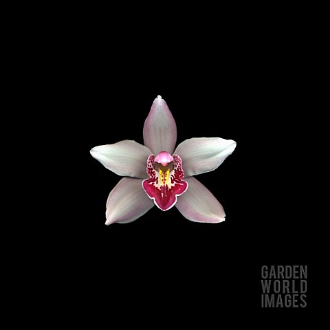 CYMBIDIUM_ORCHID