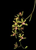 CYMBIDIUM, ORCHID