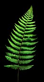 DRYOPTERIS WALLICHIANA, FERN - WALLICH’S WOOD FERN