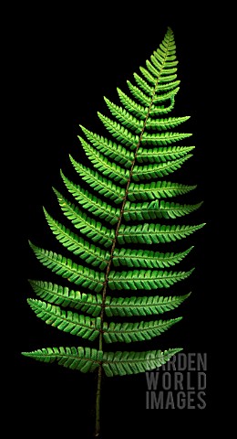 DRYOPTERIS_WALLICHIANA_FERN__WALLICHS_WOOD_FERN