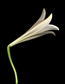 LILIUM LONGIFLORUM, LILY - EASTER LILY