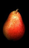 PYRUS COMMUNIS FORELLE, PEAR