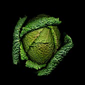 BRASSICA OLERACEA SUBAUDA, CABBAGE - SAVOY CABBAGE