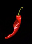 CAPSICUM ANNUUM, CHILLI PEPPER