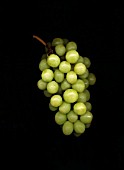 VITIS VINIFERA, GRAPE