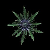 ERYNGIUM, SEA HOLLY