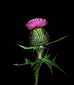 CIRSIUM VULGARE, THISTLE - SPEAR THISTLE, SCOTCH THISTLE, BULL THISTLE