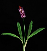 PRIMULA VIALII, PRIMULA, PRIMROSE