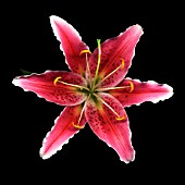 LILIUM, LILY