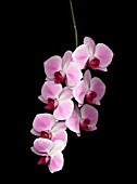 PHALAENOPSIS, ORCHID - MOTH ORCHID