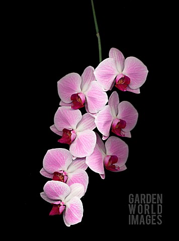 PHALAENOPSIS_ORCHID__MOTH_ORCHID