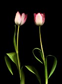 TULIPA, TULIP