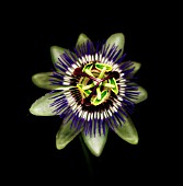 PASSIFLORA CAERULEA, PASSION FLOWER