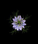 NIGELLA DAMASCENA, LOVE-IN-A-MIST