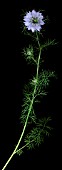 NIGELLA DAMASCENA, LOVE-IN-A-MIST