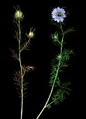 NIGELLA DAMASCENA, LOVE-IN-A-MIST