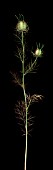 NIGELLA DAMASCENA, LOVE-IN-A-MIST