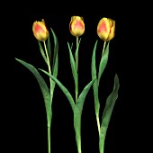 TULIPA, TULIP